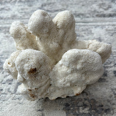 Vintage White Cauliflower Coral - 10