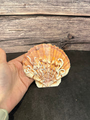 A vibrant Irish Flat Scallop shell with natural organic growth, including tube worms and barnacles, displayed on a dark surface with a wooden background. The shells showcase a range of colors from orange and pink to brown, with unique textures and markings adding to their natural beauty.