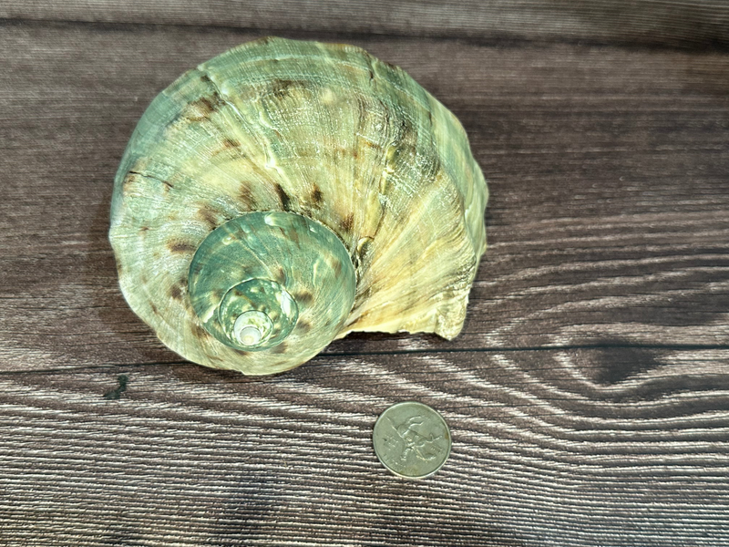 Raw Turbo Marmoratus Shell 5-6", displaying unique natural patterns and textures. Natural green, brown, & beige colors with a spiral top.