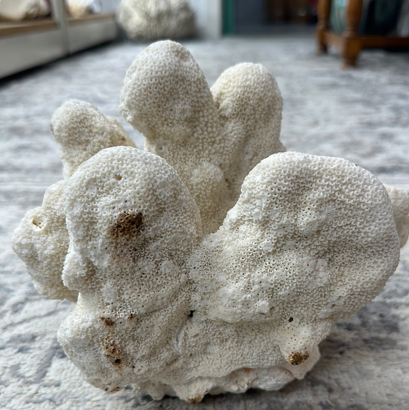 Vintage White Cauliflower Coral - 10"x7"x8"
