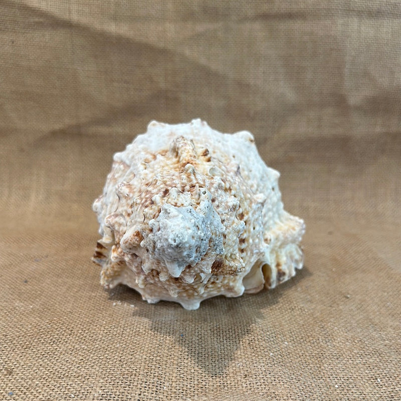 Large Frog Conch Shell 9"