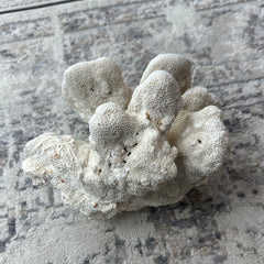 Vintage White Cauliflower Coral - 10