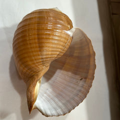 Giant Tun Tonna Shell- Exact Shown