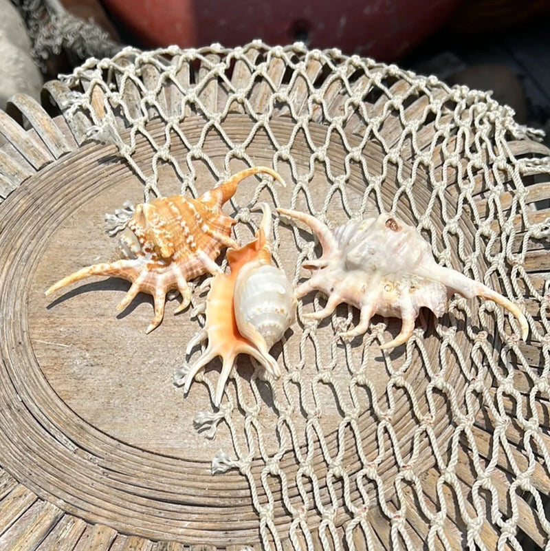 Orange Spider Conch Shell- Lambis Crocata