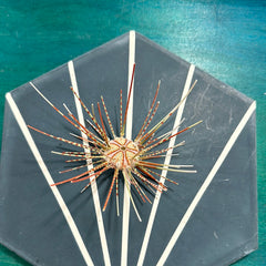 Caledonia Deep Sea Urchins with Spines