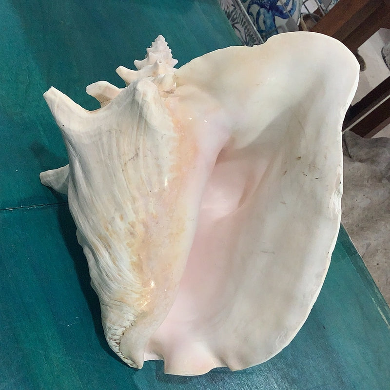 Queen Conch Shell