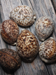 A selection of six Tiger Cowrie Shells, Grade B, resting on a rustic wooden surface. Displaying the leopard-like spotted pattern unique to tiger cowries. The shells vary in appearance, with natural imperfections and a less glossy finish.