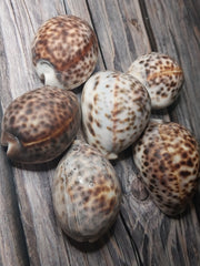 A selection of six Tiger Cowrie Shells, Grade B, resting on a rustic wooden surface. Displaying the leopard-like spotted pattern unique to tiger cowries. The shells vary in appearance, with natural imperfections and a less glossy finish.