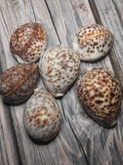 A selection of six Tiger Cowrie Shells, Grade B, resting on a rustic wooden surface. Displaying the leopard-like spotted pattern unique to tiger cowries. The shells vary in appearance, with natural imperfections and a less glossy finish.