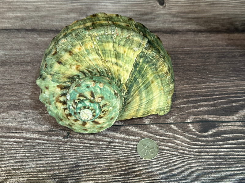 Raw Turbo Marmoratus Shell 7-8", displaying unique natural patterns and textures. Natural green, brown, & beige colors with a spiral top.