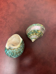 Large Banded Jade & Pearl Turbo Shell- 2 Sizes