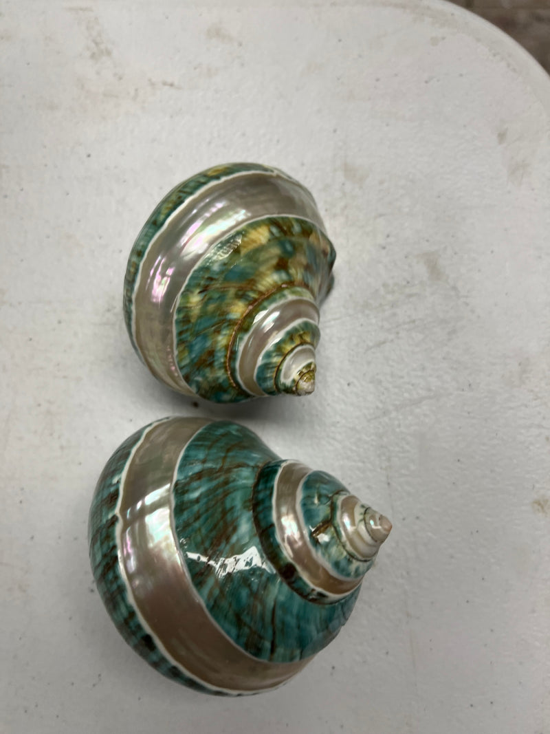 Large Banded Jade & Pearl Turbo Shell- 2 Sizes