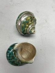 Large Banded Jade & Pearl Turbo Shell- 2 Sizes