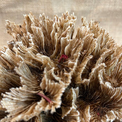 Vintage Natural Wavy Lettuce Coral - 9