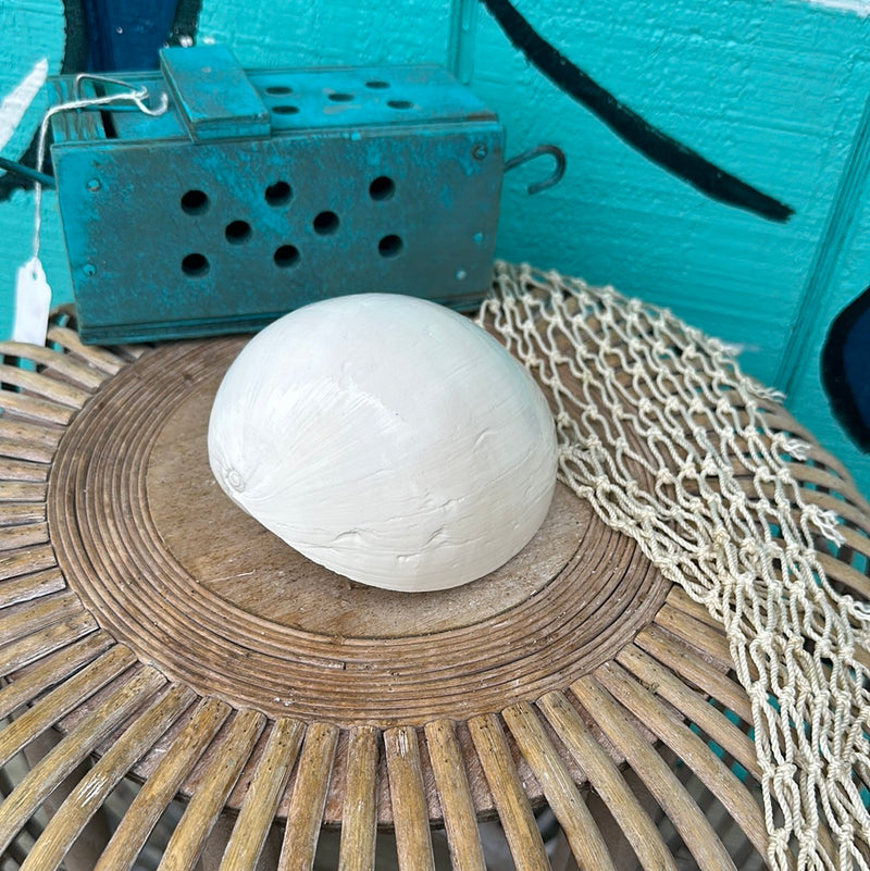 Giant Indian White Melon Volute Shell