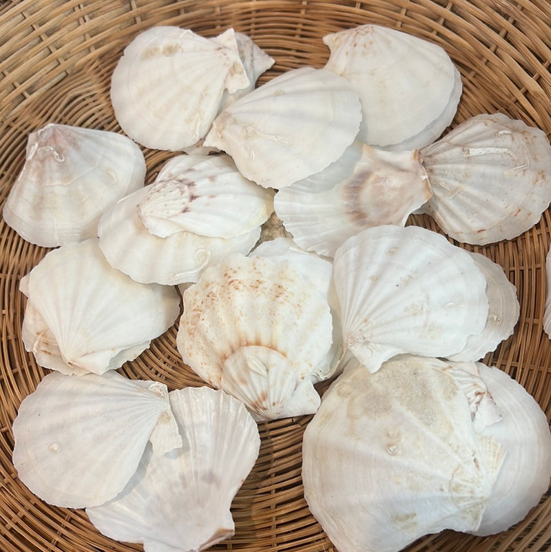 Bulk Bags of Assorted White Scallop Shells