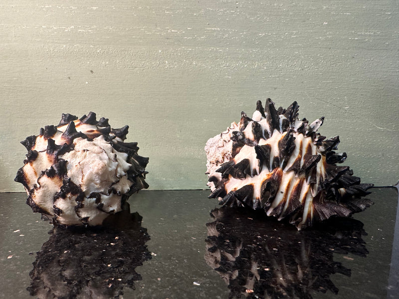 Radish Murex Shell - Hexaplex radix