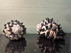 Radish Murex Shell - Hexaplex radix