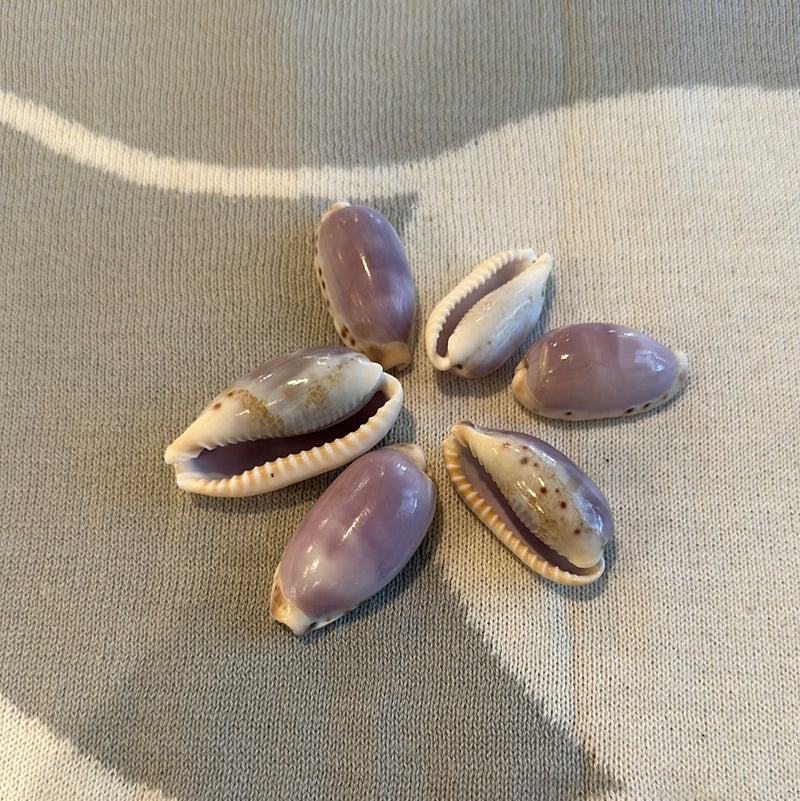 Arabian Cowrie Shell- Pale Purple Top