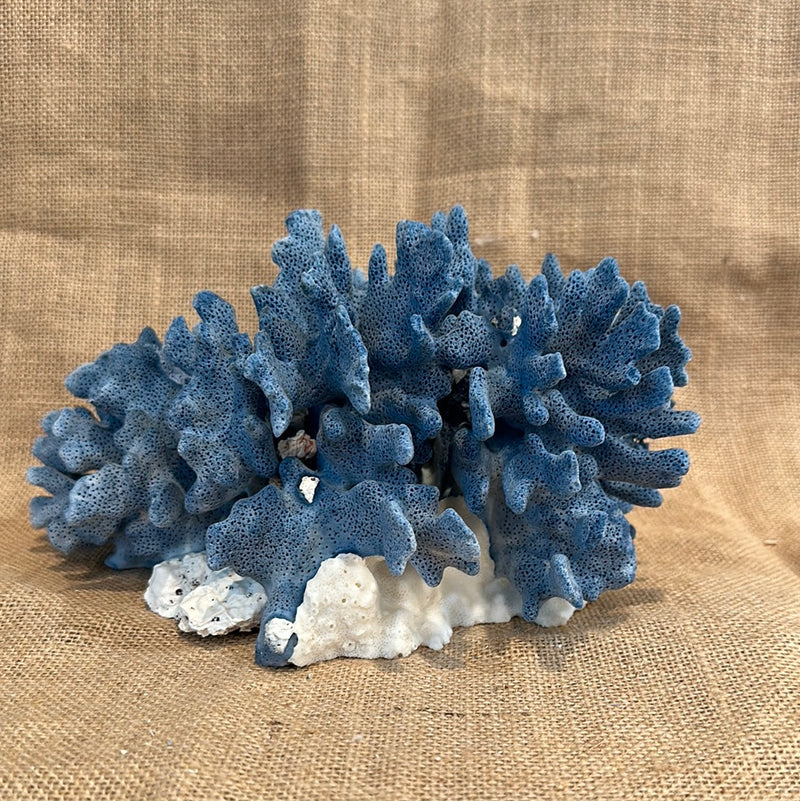 Vintage Blue Ridge Coral - 10"x6"x5"