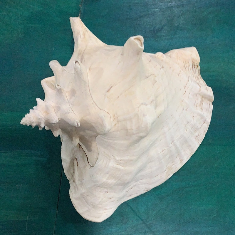 Queen Conch Shell