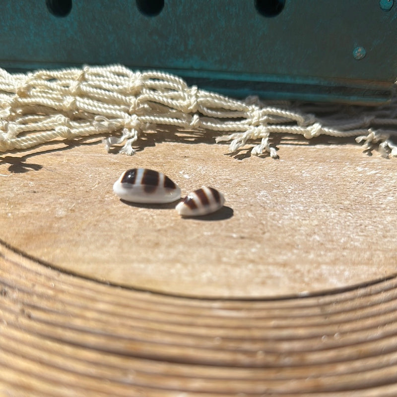 Palmadusta Asellus Cowrie Shell Duo
