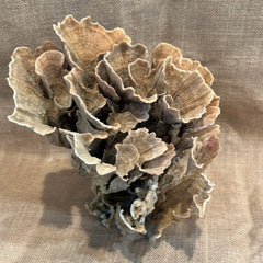 Vintage Natural Poca Coral - 9