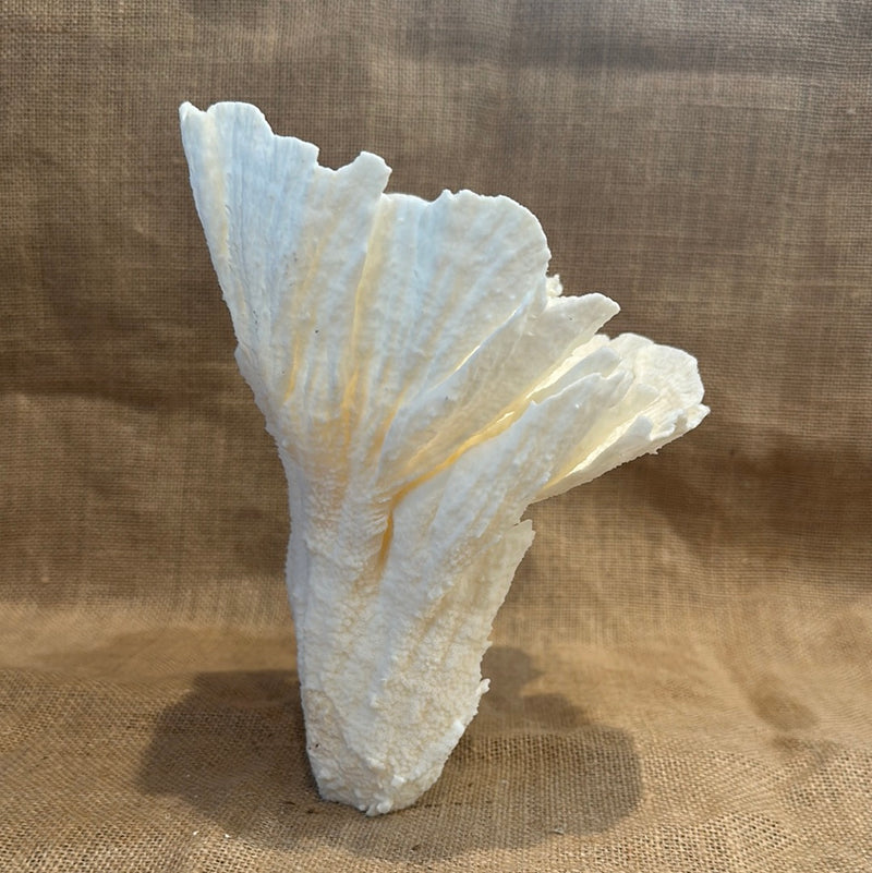 Vintage White Poca Coral - 9"x6"x8"