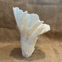 Vintage White Poca Coral - 9