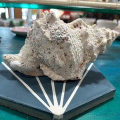 Calcium Covered Frog Conch Shell 9