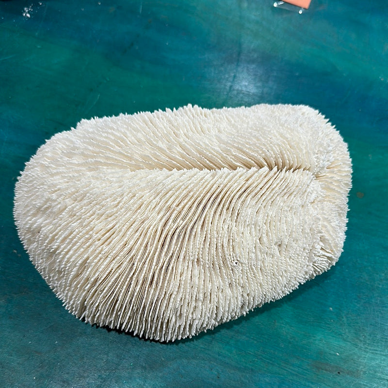 Vintage White Slipper Coral 10"