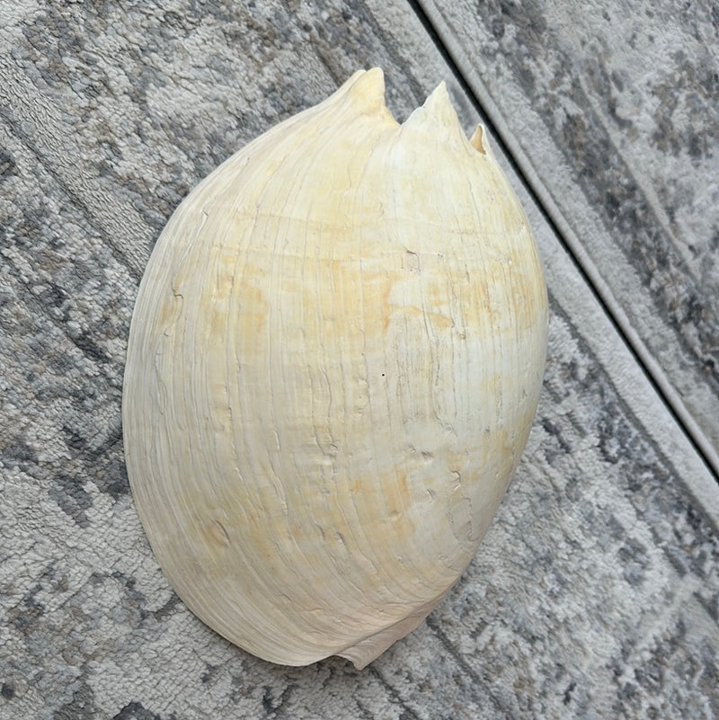 Extra Large Umbilicate Baler Melo Shell 13.5" Exact Shown