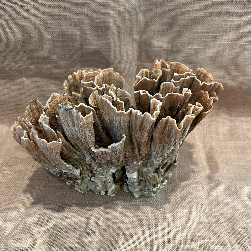 Vintage Natural Poca Coral - 12"x8"x7.5"