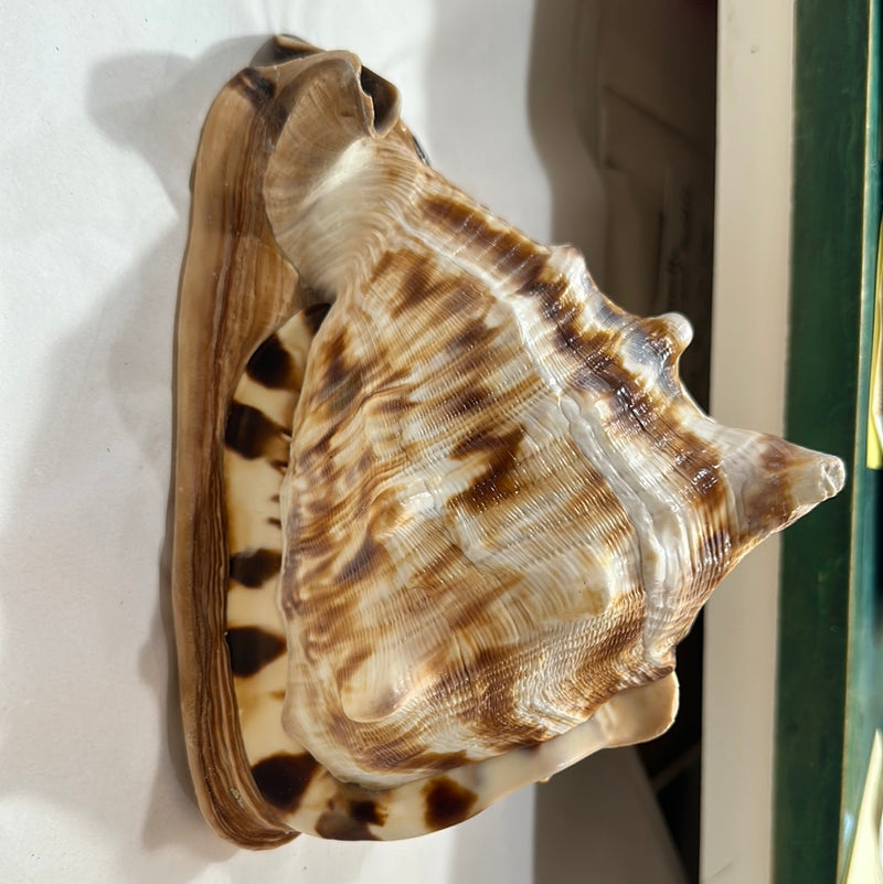 King Conch Helmet Shell- Exact one shown