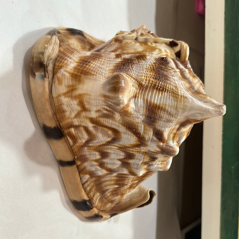 King Conch Helmet Shell- Exact one shown