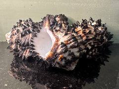 Radish Murex Shell - Hexaplex radix