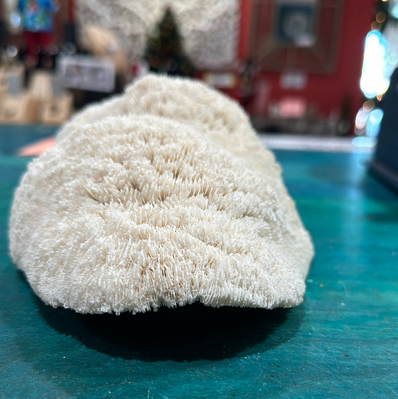 Vintage White Slipper Coral 9"
