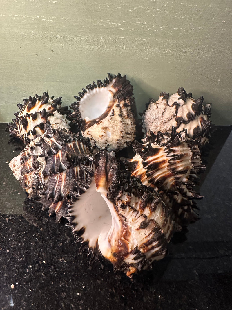 Radish Murex Shell - Hexaplex radix