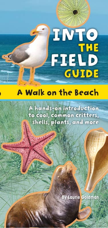 Book cover of 'Into the Field Guide: A Walk on the Beach' with illustrations of a seagull, starfish, and seal.