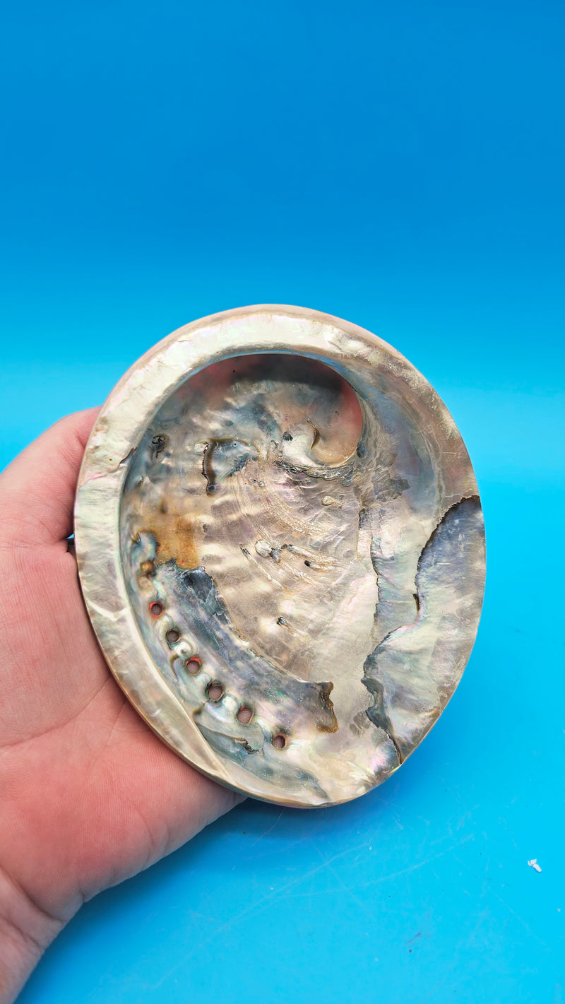 Close-up of the exterior (back) of the abalone shell, showcasing the vibrant, polished hot pink dye finish.