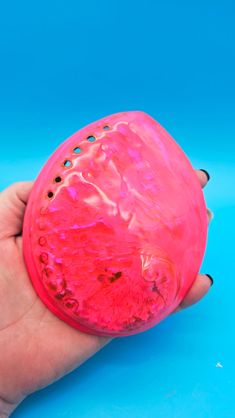 Close-up of the interior of the abalone shell, showing the natural, iridescent mother-of-pearl nacre and respiratory holes.