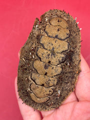 Medium Acanthopleura echinata chiton display shell – natural preserved specimen from Chile