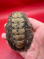 Complete preserved Acanthopleura echinata chiton specimen – medium size 3.3 inches