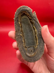 Side angle of preserved Acanthopleura echinata chiton shell specimen – Chile origin