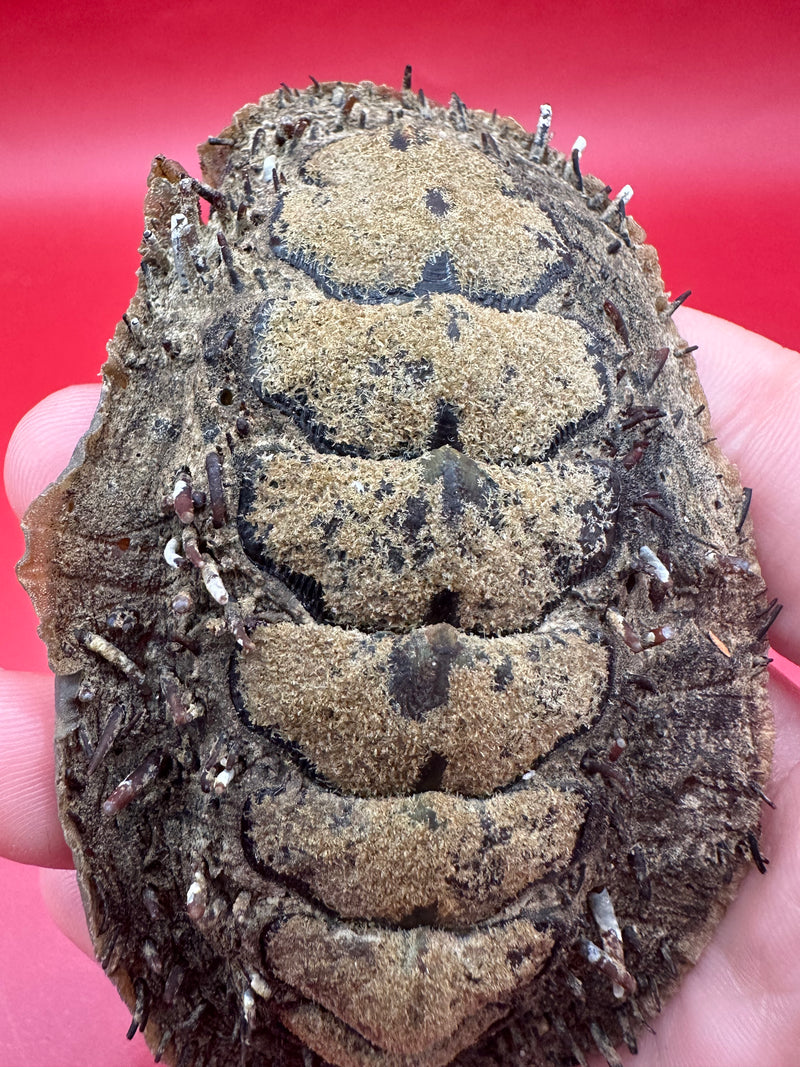 Natural top plates of Acanthopleura echinata chiton – preserved medium specimen