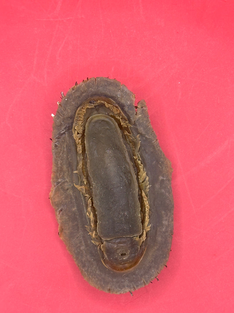 Underside view of preserved Acanthopleura echinata chiton – documented Chile specimen
