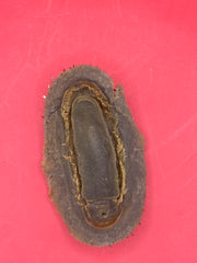 Underside view of preserved Acanthopleura echinata chiton – documented Chile specimen