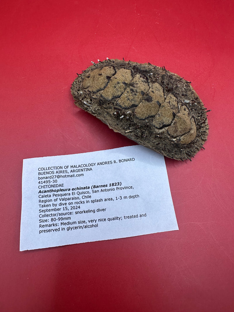 Preserved Acanthopleura echinata chiton with collection documentation – rare display shell