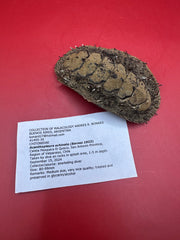 Preserved Acanthopleura echinata chiton with collection documentation – rare display shell