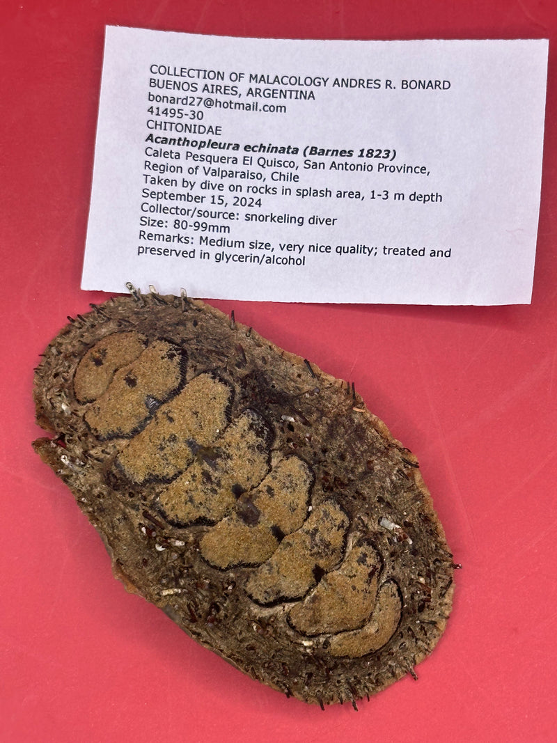 Medium Acanthopleura echinata chiton display shell with provenance documentation